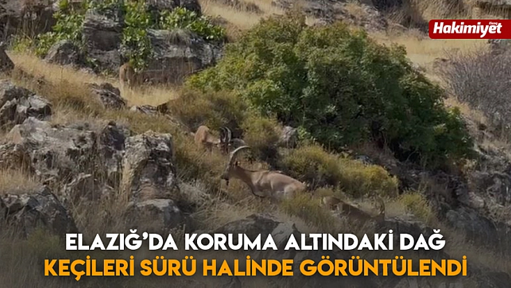 Elazığ’da koruma altındaki dağ keçileri sürü halinde görüntülendi