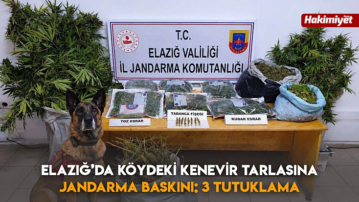 Elazığ’da köydeki kenevir tarlasına jandarma baskını: 3 tutuklama