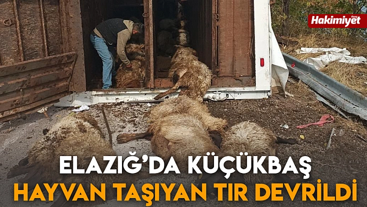 Elazığ’da küçükbaş hayvan taşıyan tır devrildi