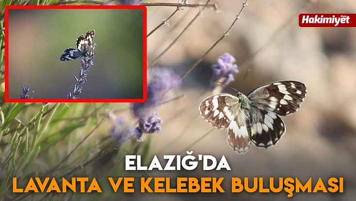 Elazığ'da lavanta ve kelebek buluşması