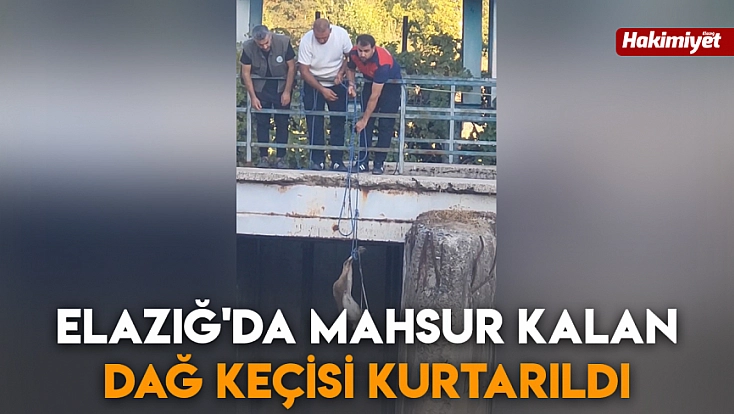 Elazığ'da mahsur kalan dağ keçisi kurtarıldı