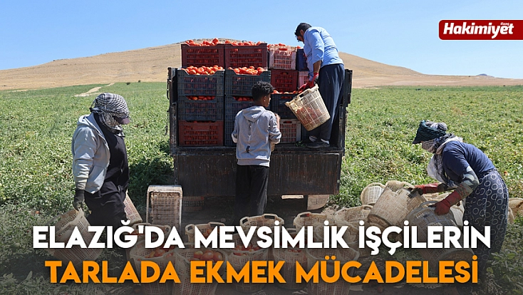 Elazığ'da mevsimlik işçilerin tarlada ekmek mücadelesi