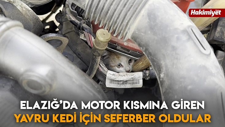 Elazığ’da motor kısmına giren yavru kedi için seferber oldular