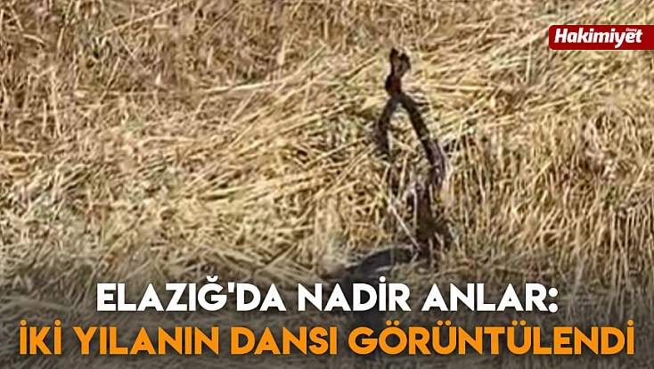 Elazığ'da nadir anlar: İki yılanın dansı görüntülendi