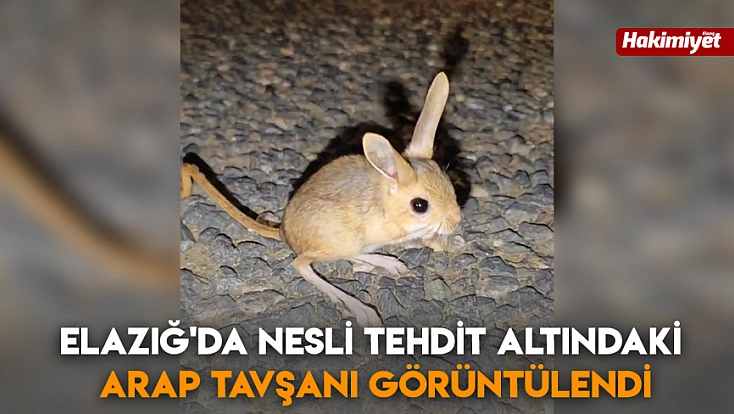 Elazığ'da nesli tehdit altındaki arap tavşanı görüntülendi