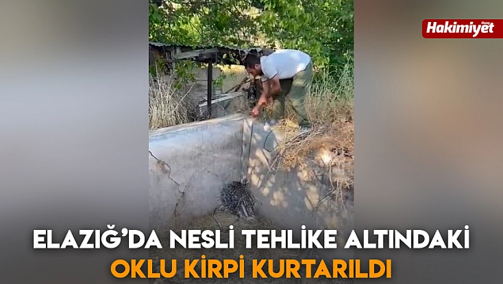 Elazığ’da nesli tehlike altındaki oklu kirpi kurtarıldı