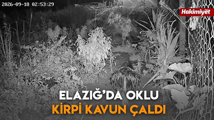 Elazığ’da oklu kirpi kavun çaldı