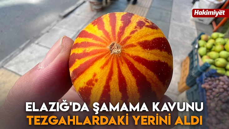 Elazığ'da şamama kavunu tezgahlardaki yerini aldı