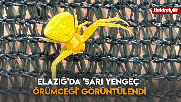 Elazığ'da 'sarı yengeç örümceği' görüntülendi