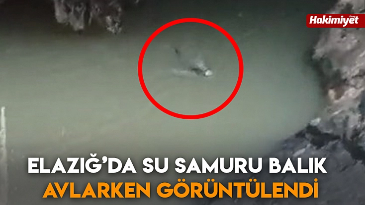 Elazığ'da su samuru balık avlarken görüntülendi