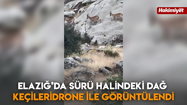 Elazığ’da Sürü Halindeki Dağ Keçileri Drone ile Görüntülendi
