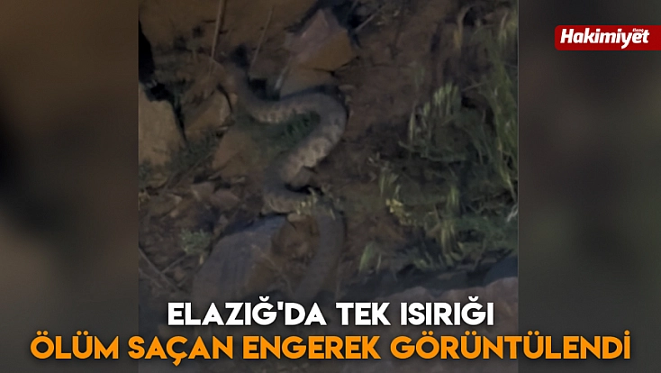 Elazığ'da tek ısırığı ölüm saçan engerek görüntülendi