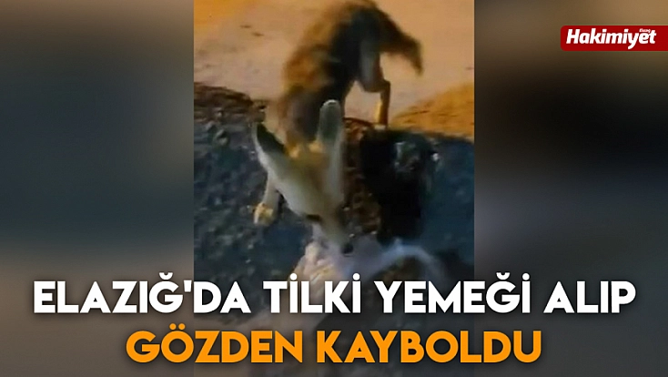 Elazığ'da tilki yemeği alıp gözden kayboldu