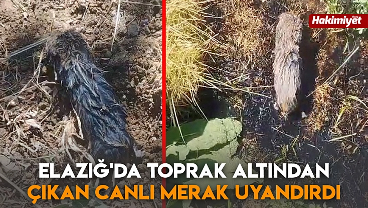 Elazığ'da toprak altından çıkan canlı merak uyandırdı