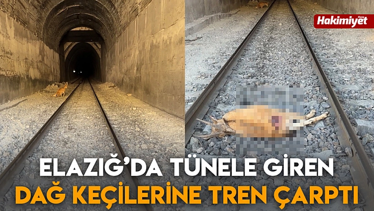 Elazığ’da tünele giren dağ keçilerine tren çarptı