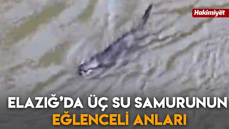 Elazığ’da üç su samurunun eğlenceli anları