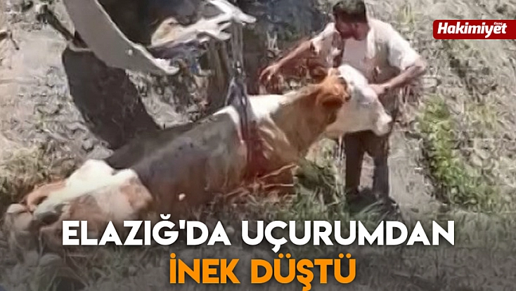 Elazığ'da Uçurumdan inek düştü