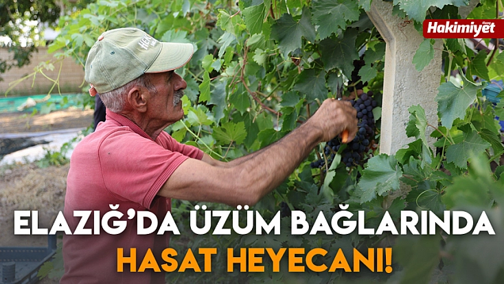 Elazığ’da üzüm bağlarında hasat heyecanı!