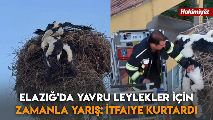 Elazığ'da yavru leylekler için zamanla yarış: İtfaiye kurtardı