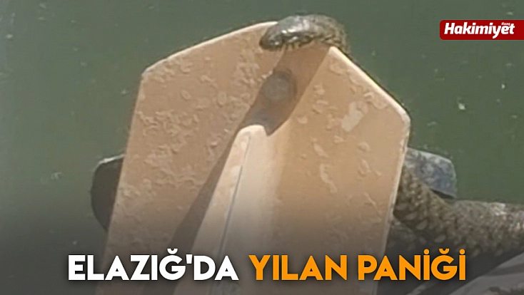 Elazığ'da yılan paniği