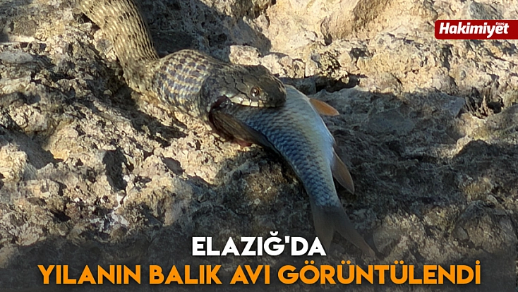 Elazığ'da yılanın balık avı görüntülendi