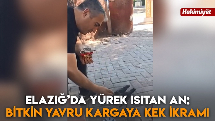 Elazığ’da yürek ısıtan an: Bitkin yavru kargaya kek ikramı