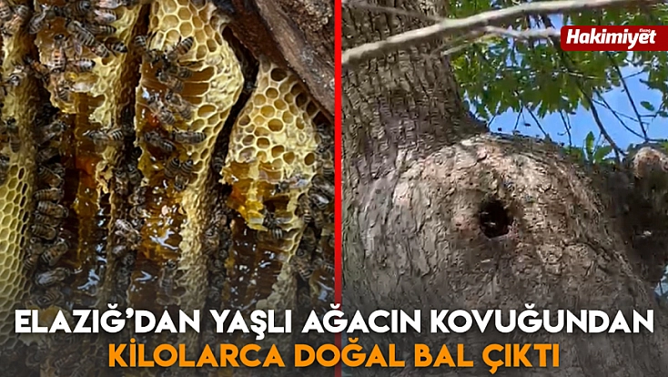 Elazığ’dan yaşlı ağacın kovuğundan kilolarca doğal bal çıktı