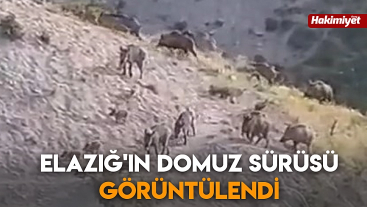 Elazığ'ın domuz sürüsü görüntülendi