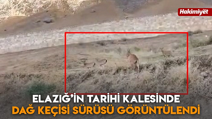Elazığ’ın tarihi kalesinde dağ keçisi sürüsü görüntülendi