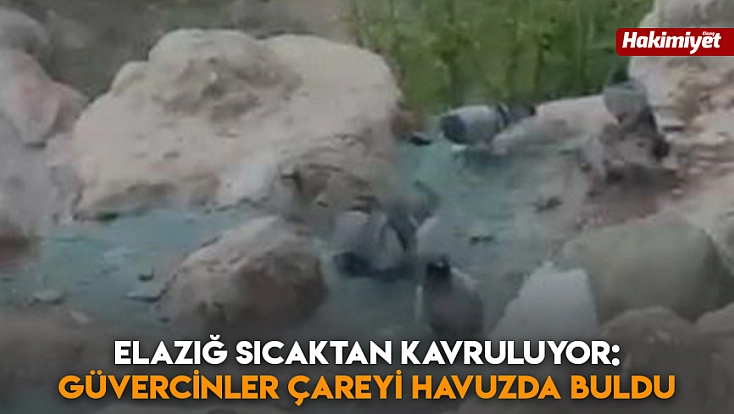 Elazığ sıcaktan kavruluyor: Güvercinler çareyi havuzda buldu