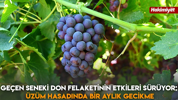 Geçen Seneki Don Felaketinin Etkileri Sürüyor: Üzüm Hasadında Bir Aylık Gecikme