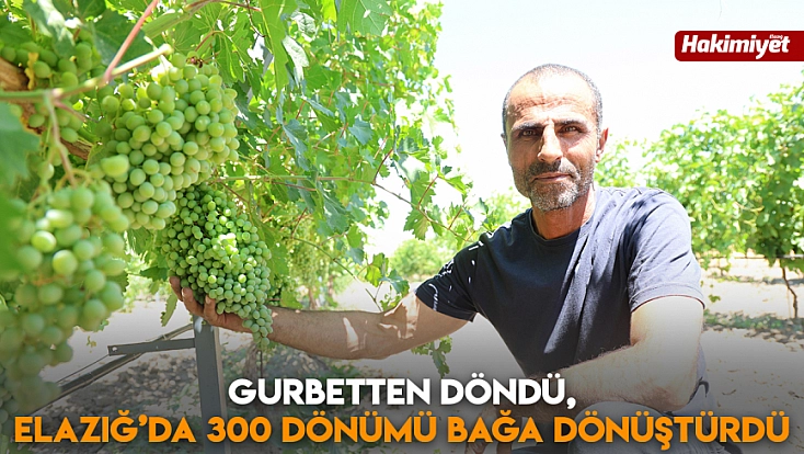 Gurbetten döndü, Elazığ’da 300 dönümü bağa dönüştürdü