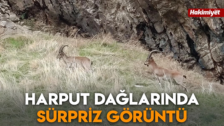 Harput dağlarında sürpriz görüntü