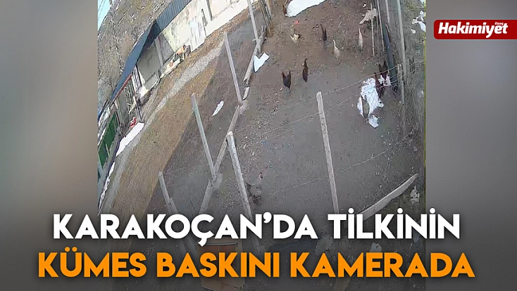 Karakoçan’da tilkinin kümes baskını kamerada