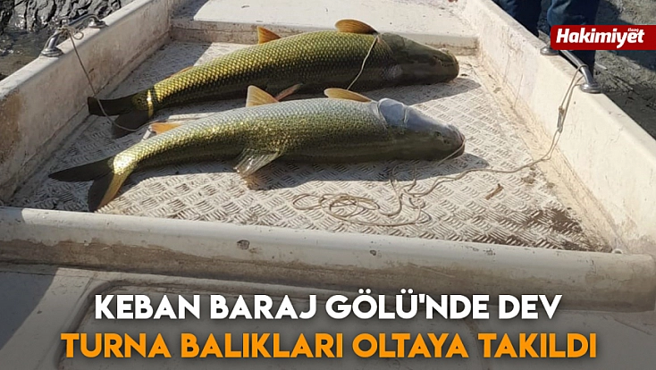 Keban Baraj Gölü'nde Dev Turna Balıkları oltaya takıldı