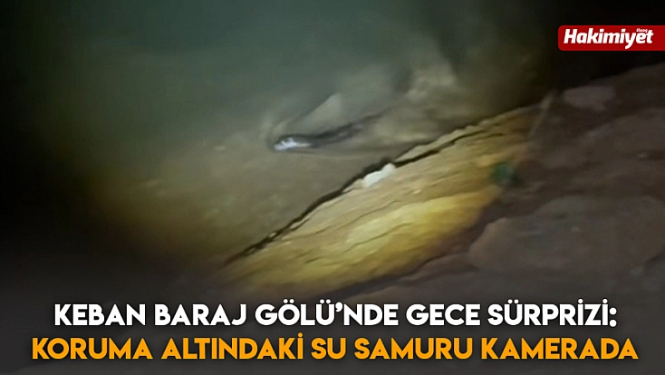Keban Baraj Gölü’nde gece sürprizi: Koruma altındaki su samuru kamerada