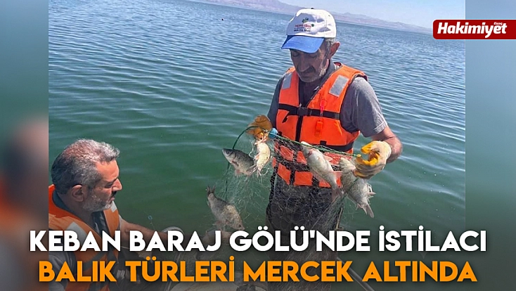 Keban Baraj Gölü'nde istilacı balık türleri mercek altında