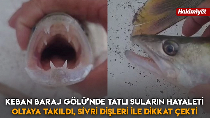 Keban Baraj Gölü’nde tatlı suların hayaleti oltaya takıldı, sivri dişleri ile dikkat çekti