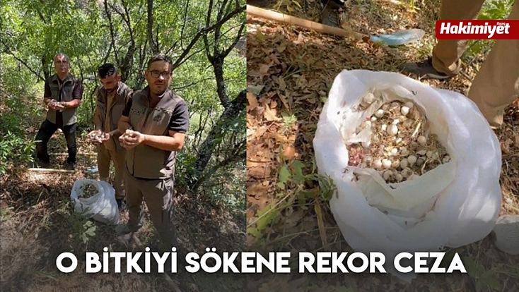 O bitkiyi sökene rekor ceza