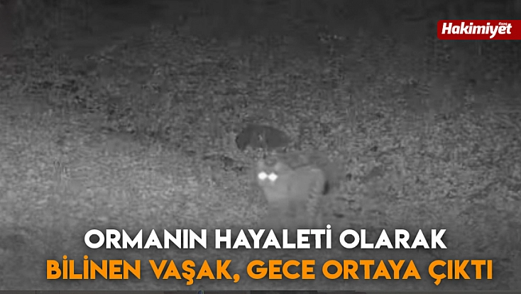 Ormanın hayaleti olarak bilinen vaşak, gece ortaya çıktı