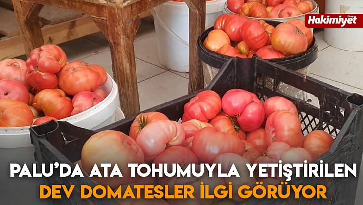 Palu’da ata tohumuyla yetiştirilen dev domatesler ilgi görüyor