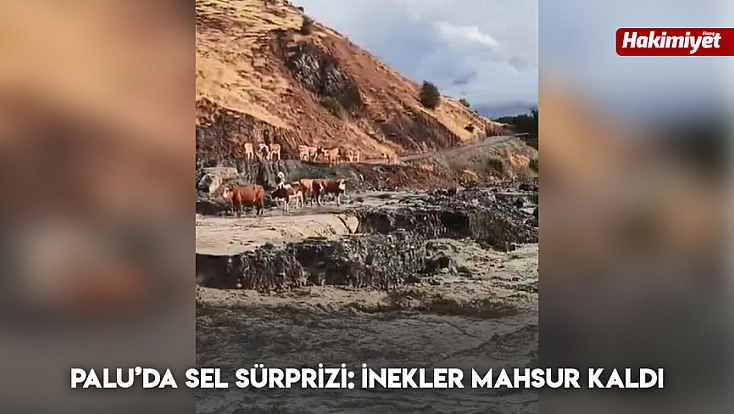 Palu’da sel sürprizi: inekler mahsur kaldı