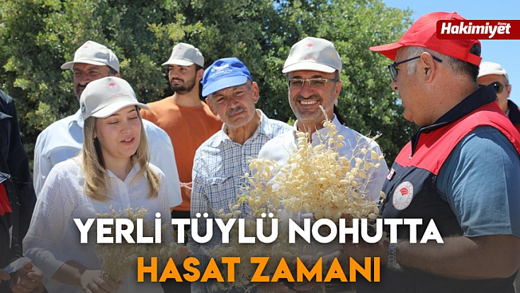 Yerli Tüylü Nohutta hasat zamanı