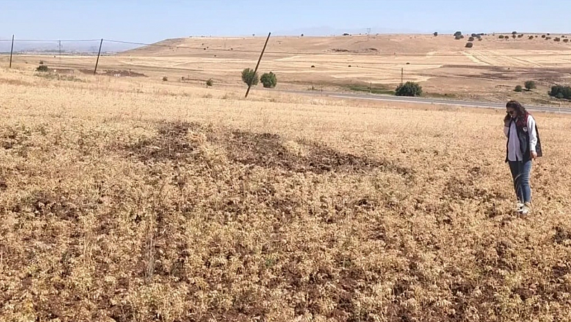 Ağın'da tüylü nohutta hasat bereketi