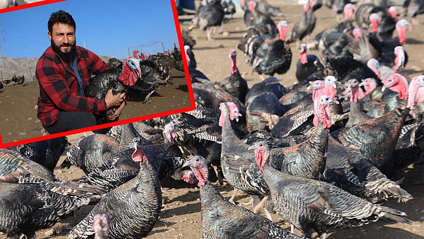 Almanya macerası bitti: Elazığ'da hindi çiftliği kurdu