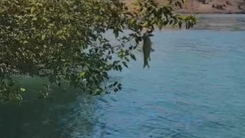 Balık bu kez ağaçta yakalandı