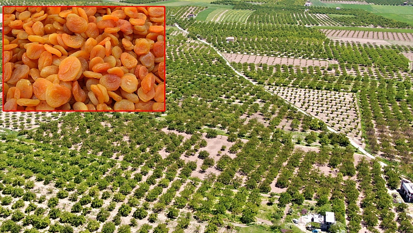 Baskil kayısısı rekoltede zirvede, tescilde sıfırda