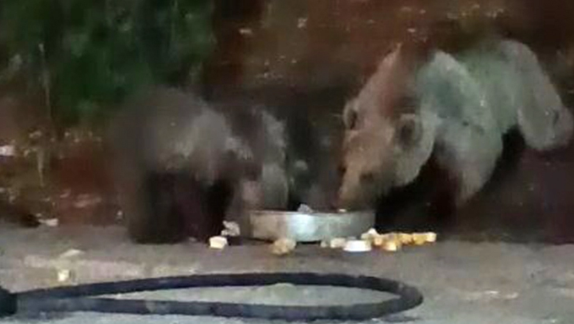 Bingöl'de ayı ve yavruları yiyecek peşinde şantiyede görüldü