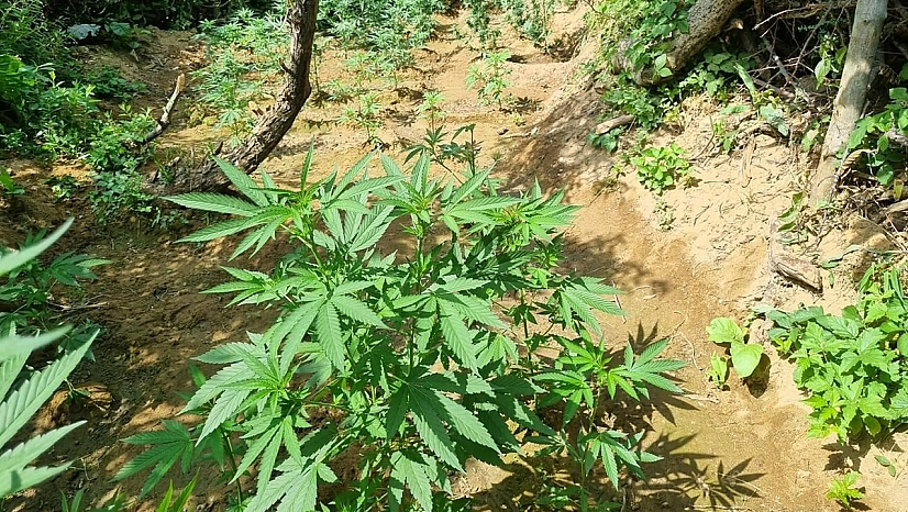 Bingöl'de bin 696 kök kenevir bitkisi ele geçirildi