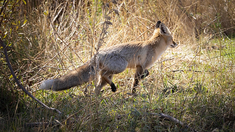 Bingöl'de kızıl tilki, doğa fotoğrafçısının objektifine takıldı